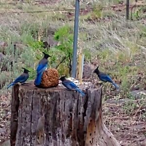 Meet your Posher, Lori jo